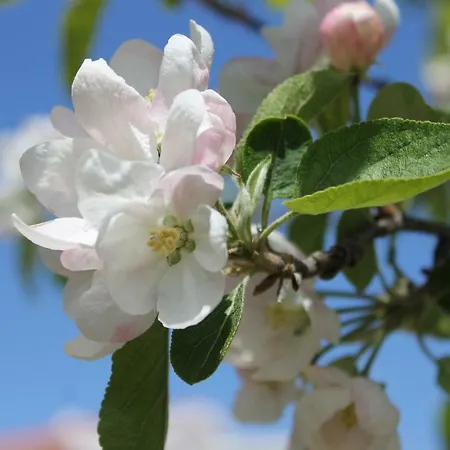 Casa Do Batista Britiande